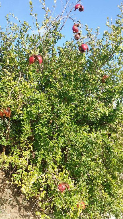 Sole E Fiori Di Sicilia Valderice Exterior foto